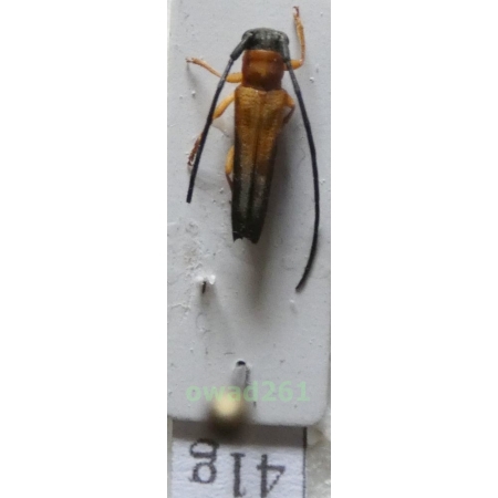 Nupserha ustulata (Erichson, 1834) Philippines41g